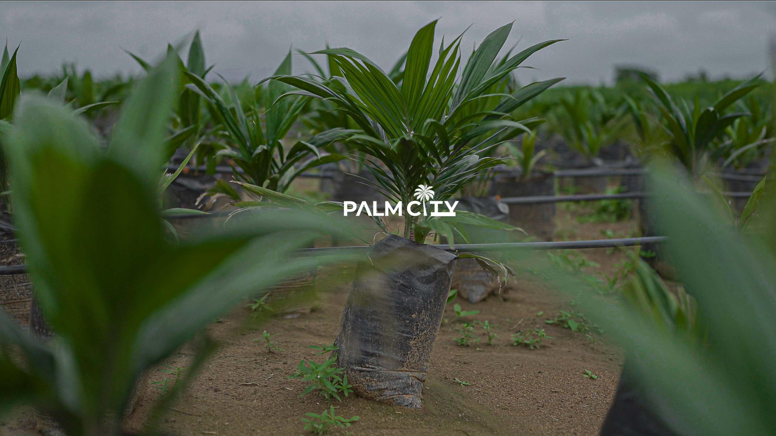 A healthy young Palm City oil-palm seedling