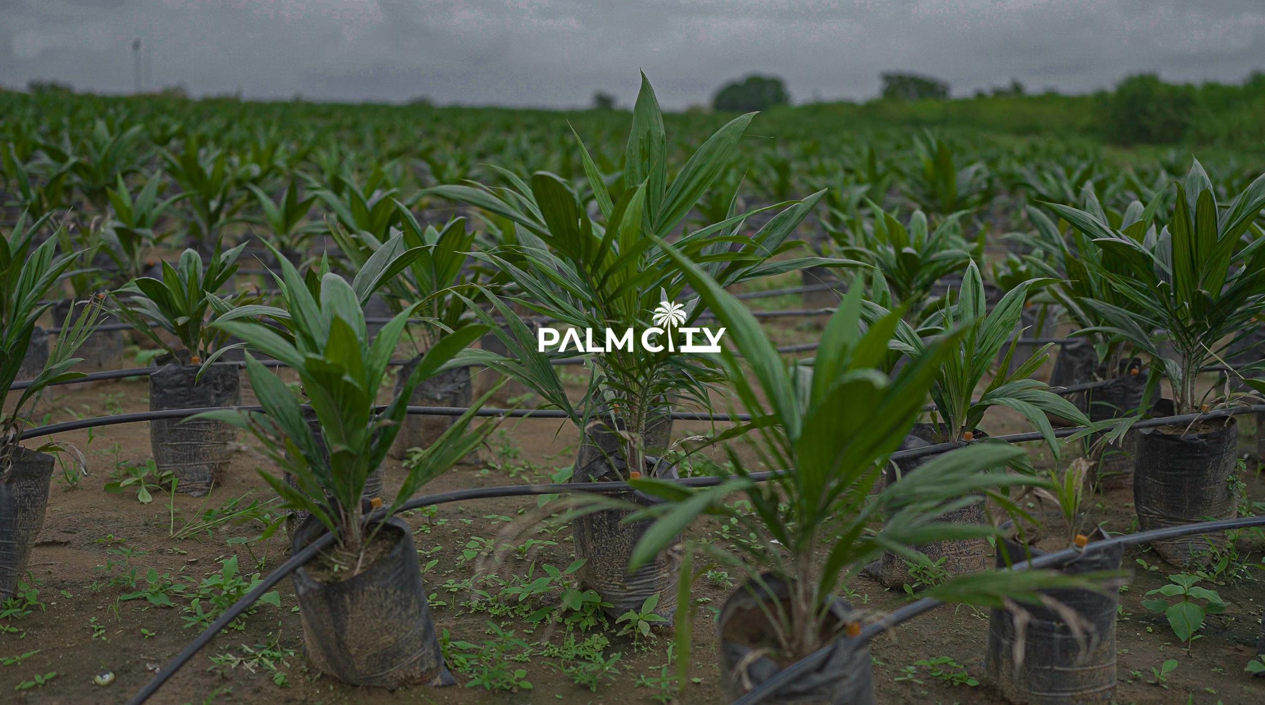 Rows of irrigated young oil-palm seedlings at the Palm City nursery