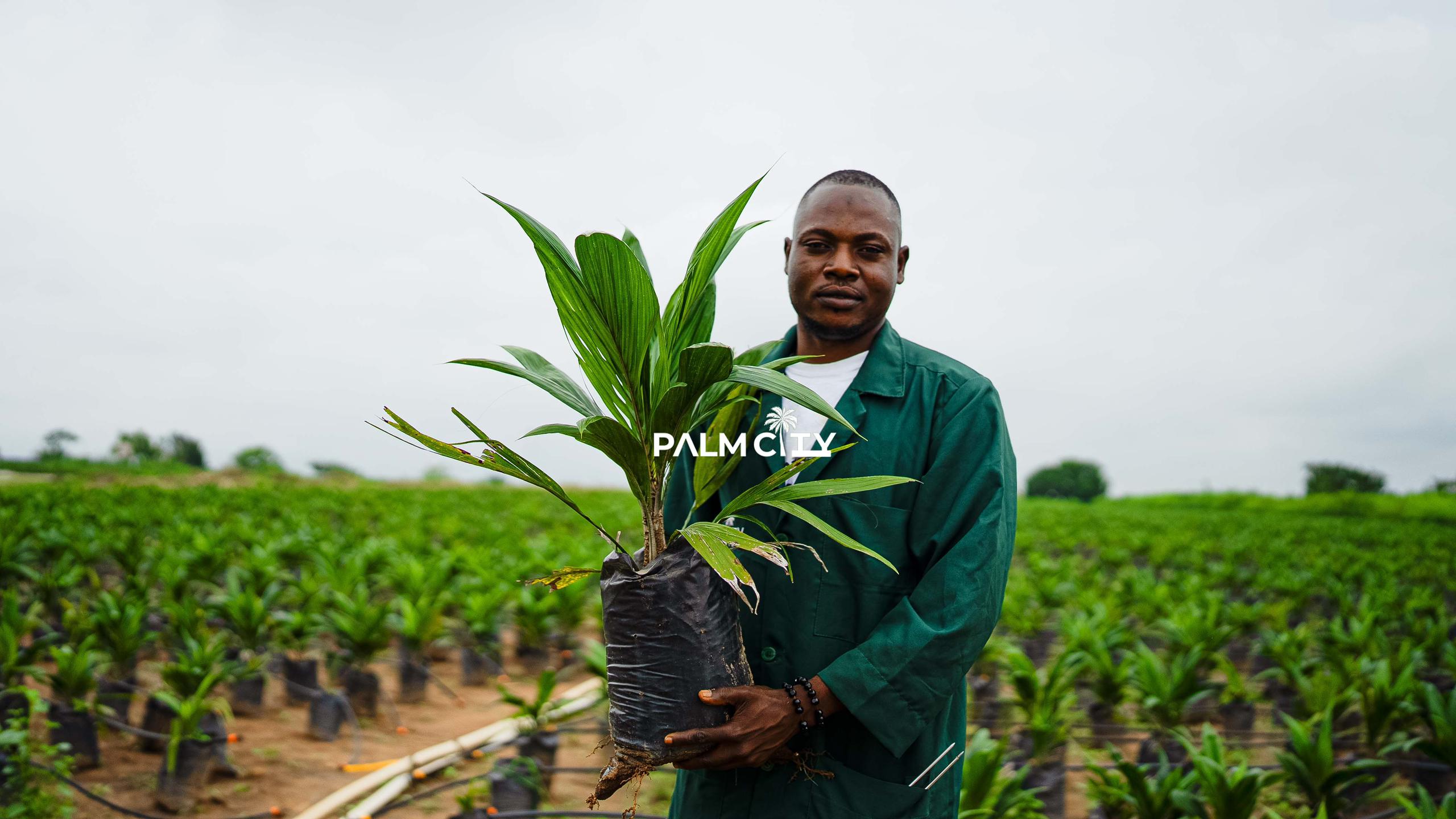A Palm City nursery specialist holding a young oil-palm seedling