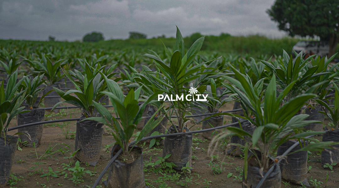 Wide view of young oil-palm seedlings at Palm City